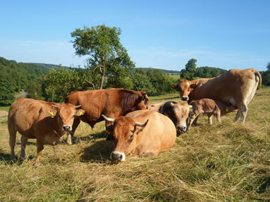 Kuhkuscheln