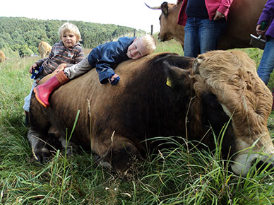 Kuscheln mit Kühen